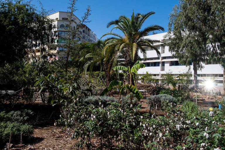 Two apartment buildings in the background with an urban food forest in front containing vegetables and fruit trees