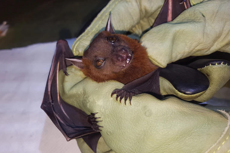 Étude d'une chauve-souris frugivore au Cambodge.