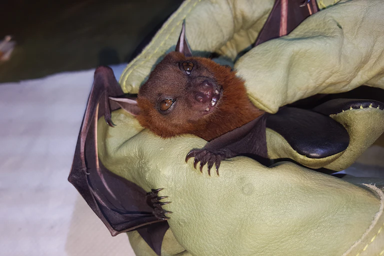 Étude d'une chauve-souris frugivore au Cambodge.