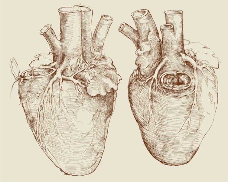 Da Vinci's sketches of the heart, c1507.