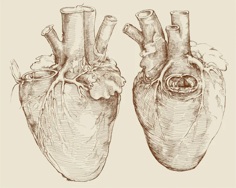Esboços de coração de Da Vinci, de 1507.