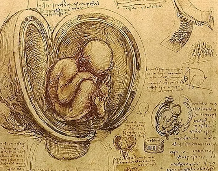 Esboço de bebê no útero de Da Vinci, c1510-1513.