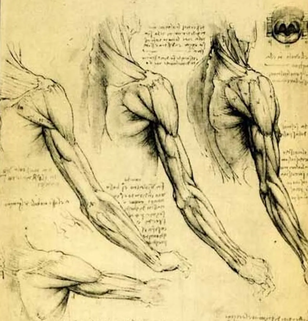 Leonardo da Vinci’s incredible studies of human anatomy still don’t get ...