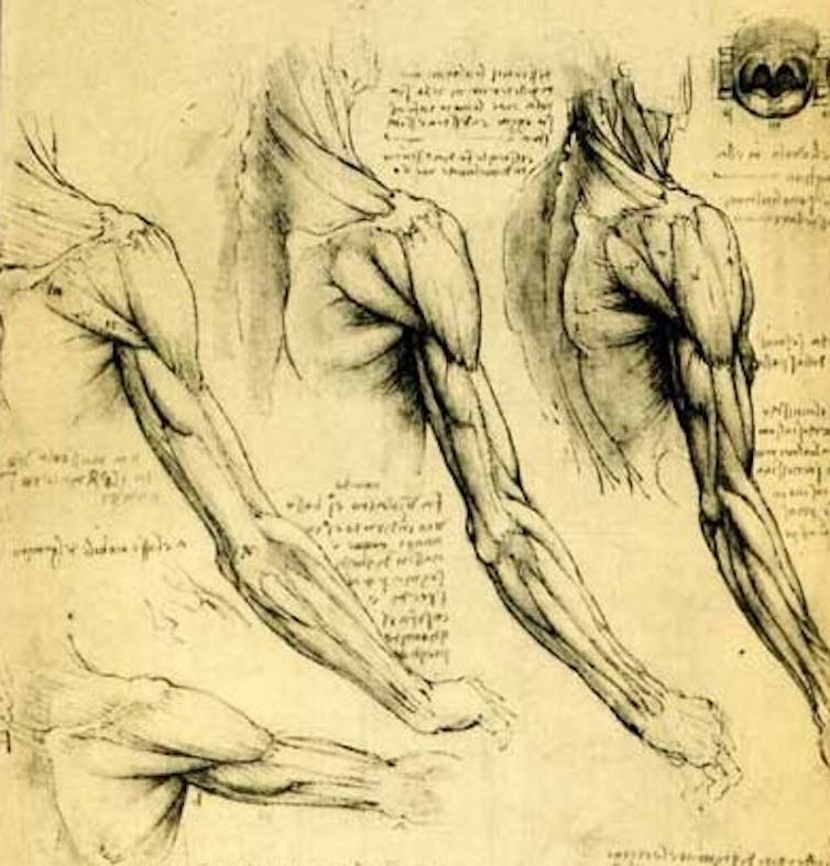 Da Vinci's sketches of human muscles, 1515.