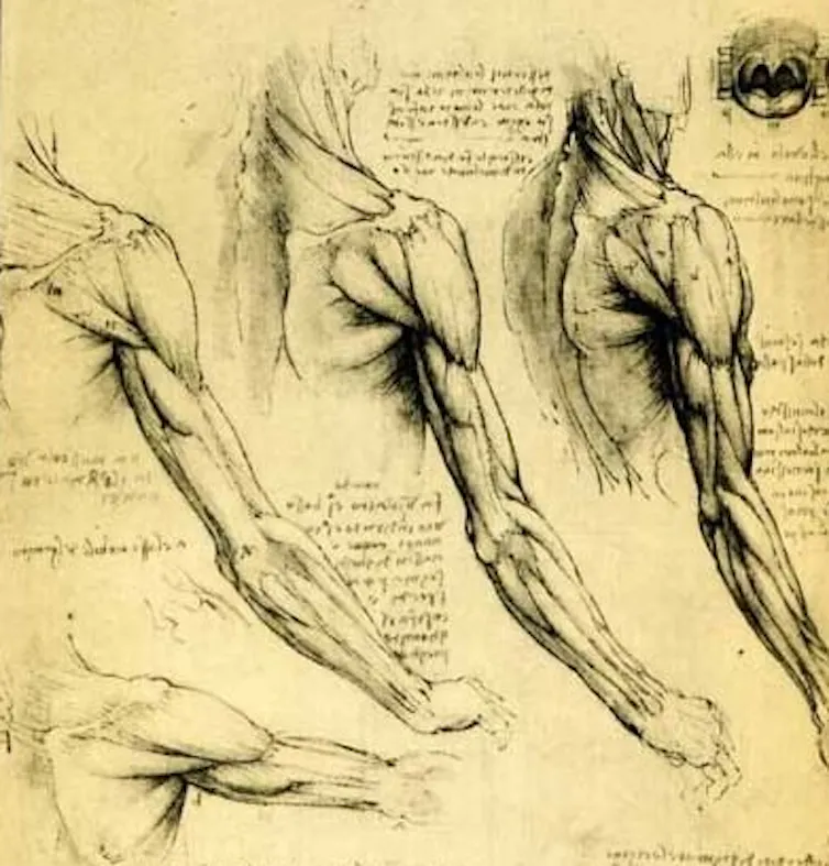 Esboços de músculos humanos de Da Vinci.