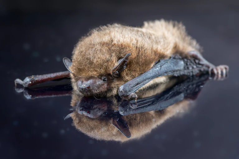 A small bat.