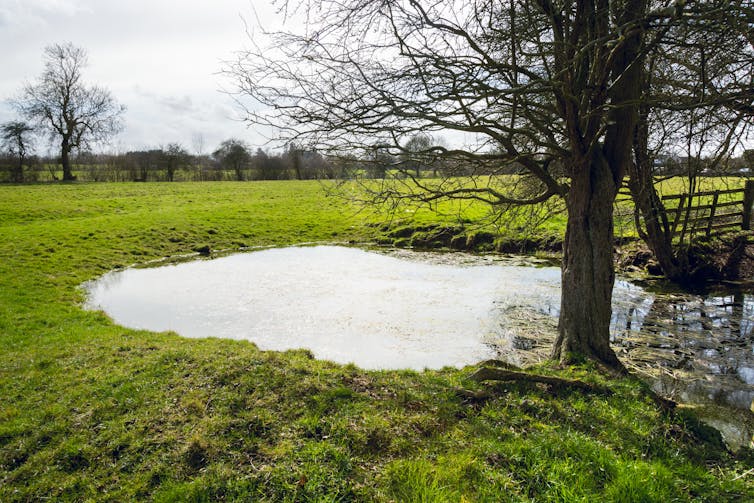 A pond in a field with trees.