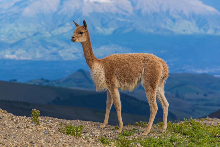 alpaca animal called a vicuna standing on Andes mountain landscape