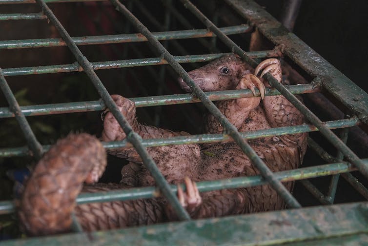 pangolin in a cage
