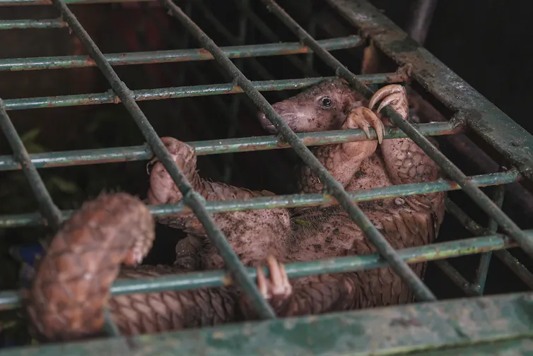 pangolin in a cage