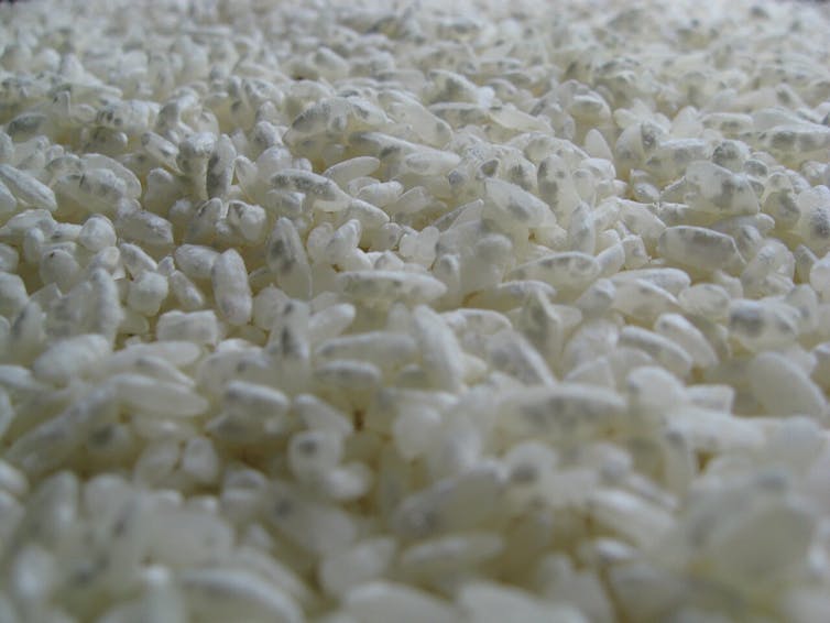 Mould, from the enemy of the innovation area 1 file 20250202 15 wyo2i2.jpg?ixlib=rb 4.1