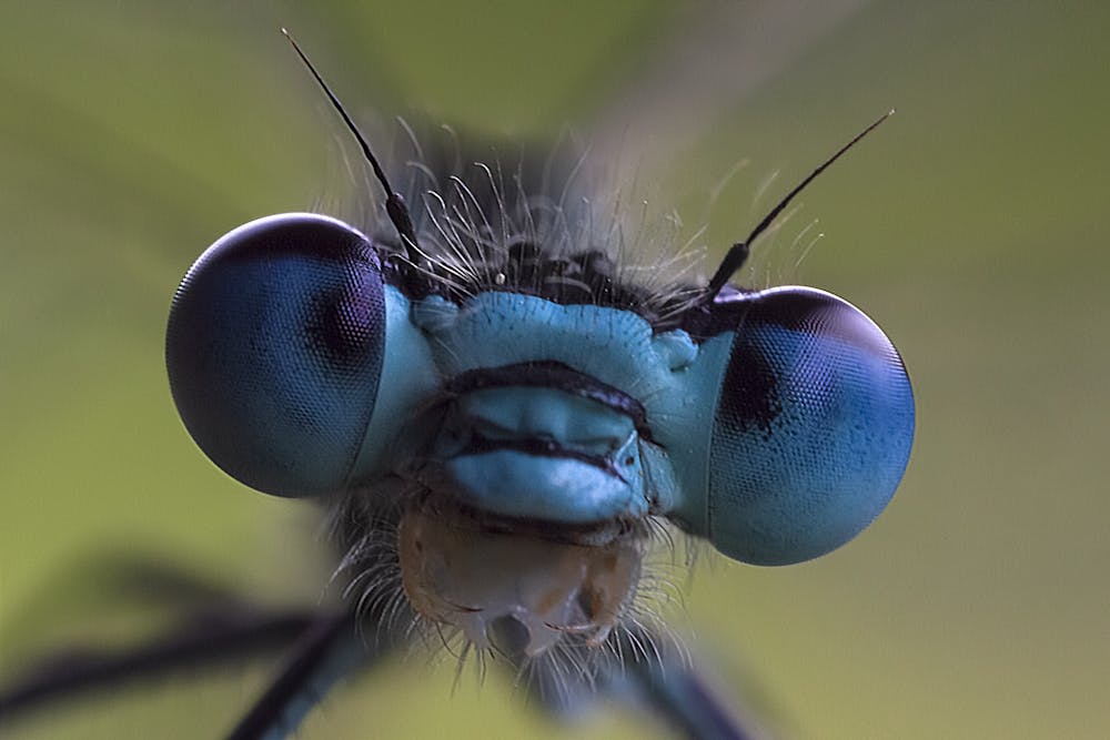 How many types of insects are there in the world? Science + Tech – The ...