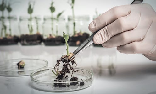 NZ’s gene technology reform carries benefits and risks – a truly independent regulator will be vital