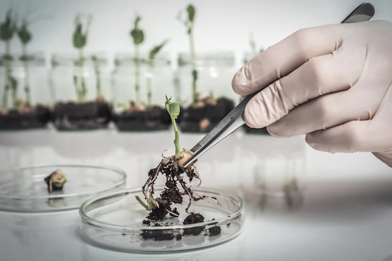 A gloved hand holding a plant seedling in a petri dish