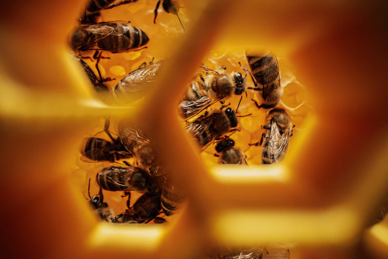 Bees seen through honeycomb in close up.