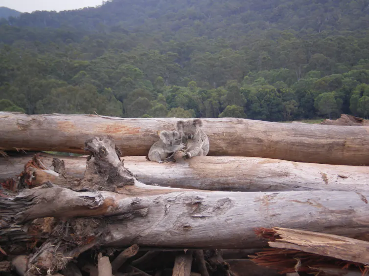 A koala mother and joey seeking refuge on a bulldozed logpile near Kin Kin in Queensland.