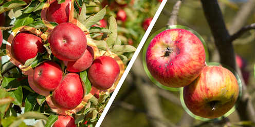 Climate-affected produce is here to stay. Here’s what it takes for consumers to embrace it