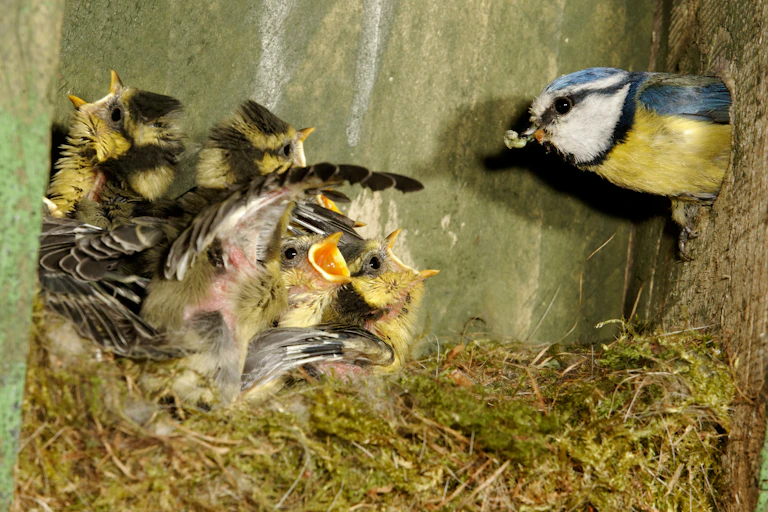 An adult blue tit arriving in a nest box with a caterpillar for hungry chicks.