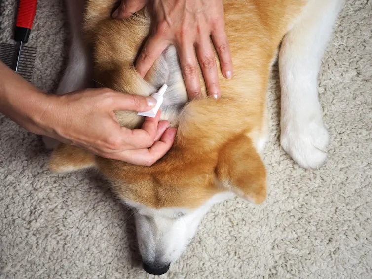 A hand applying a pipette of flea treatment to a dog's fur.