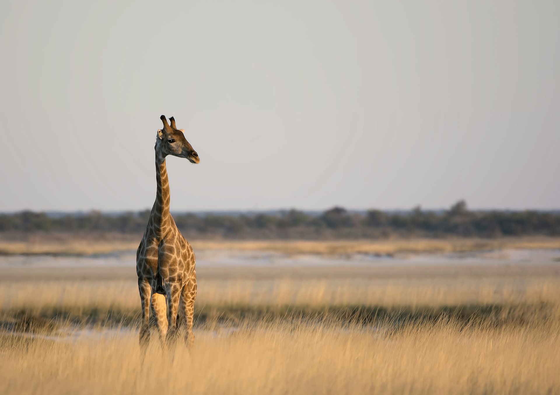 A lone giraffe in the wild looks off to one side 