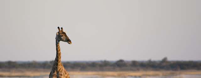 A lone giraffe in the wild looks off to one side