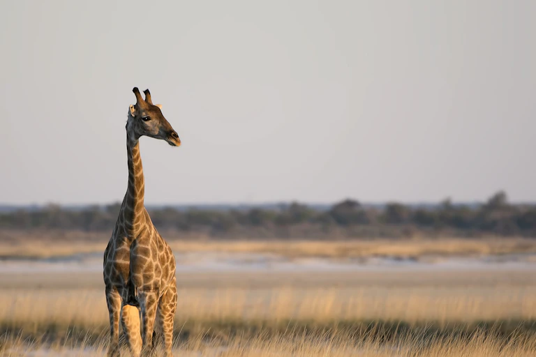 A lone giraffe in the wild looks off to one side