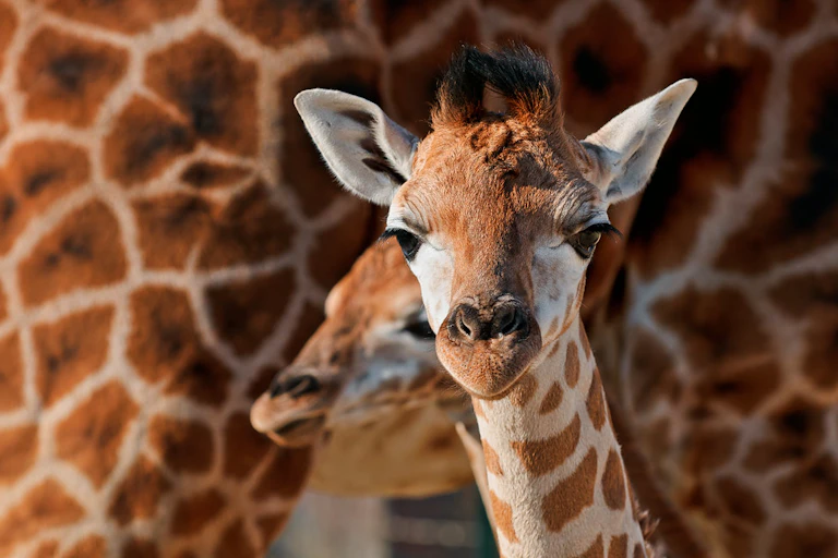 Two baby giraffes