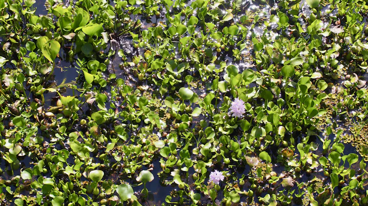 close up of water hyacinth flowers floating on lake surface