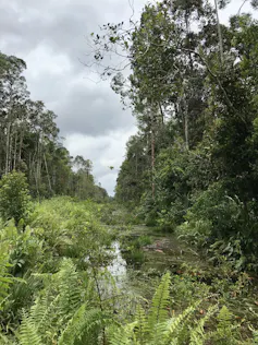 green forest and river swamp in Indonesia