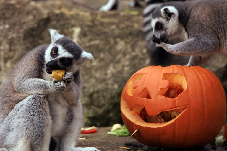 Two lemurs eat pieces broken off a carved jack-o-lantern