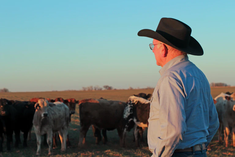 With a blue sky in the background, a rancher inspects his cattle while standing in a field.