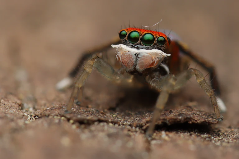 Close-up of a small spider with a red back and huge green eyes.
