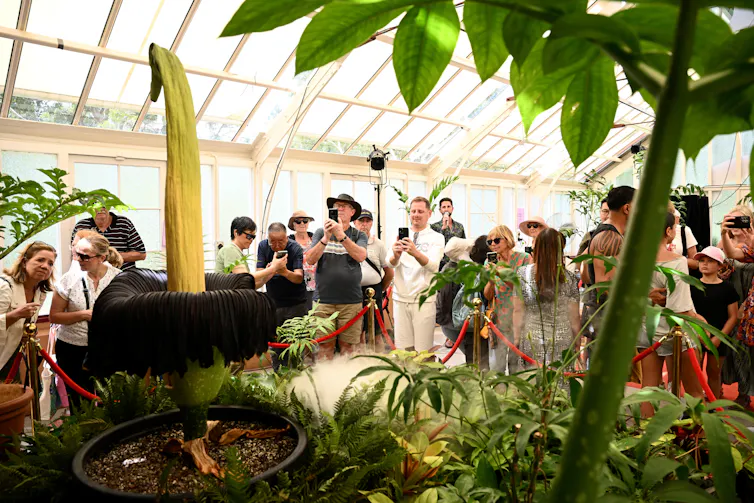 A large crowd gathers around the flower.