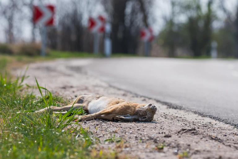 A dead hare at the side of a road.