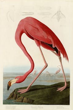 A colorful drawing of a pink flamingo with its head crouching toward the water.