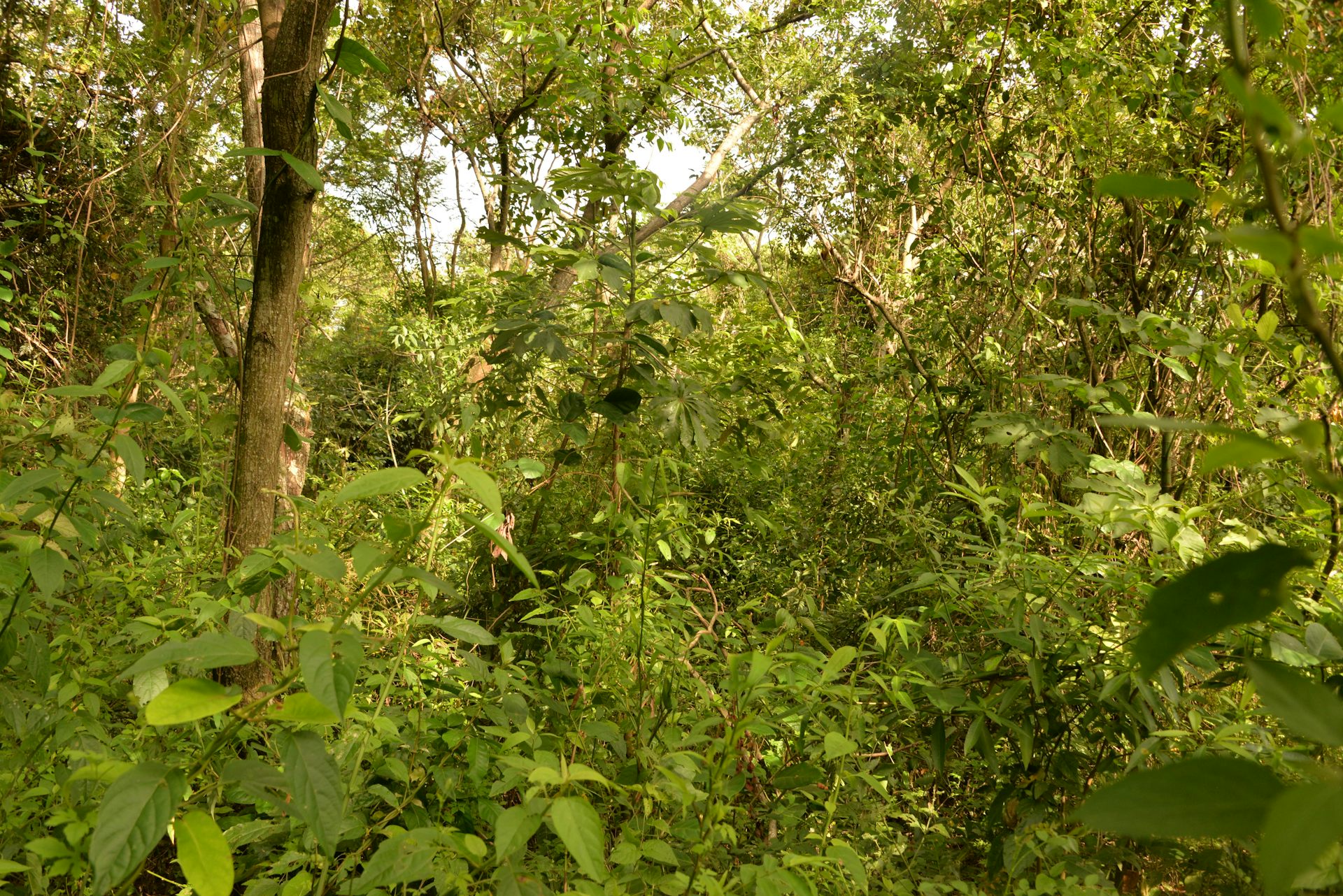 Foto mostra uma mata, com árvores, gramínias e outras espécies vegetais