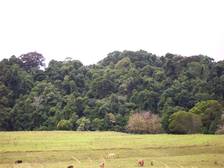 rainforest in background, cows in foreground.