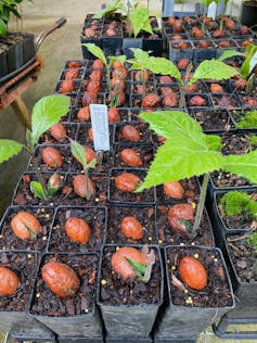 seedlings of tropical trees