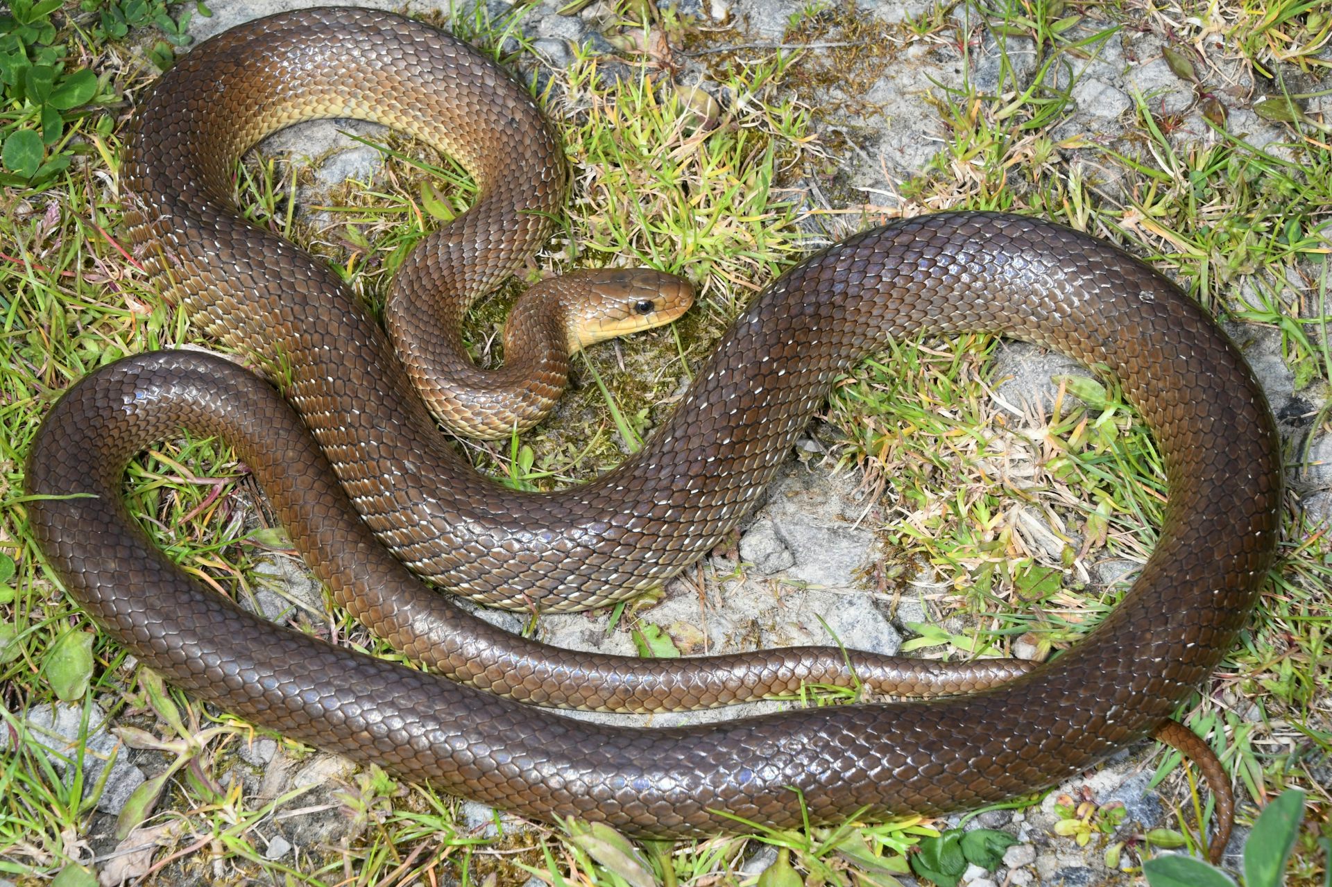 A coiled brown snake.
