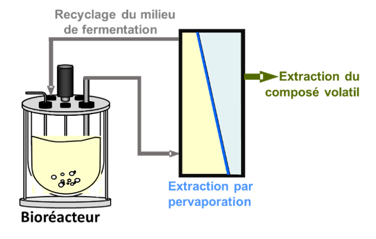 Chemical compounds, Meals, Pharmaceutical Business: Do with out Head of Oil with Extractive Fermentation 2 file 20250205 17 r3x6t1.png?ixlib=rb 4.1