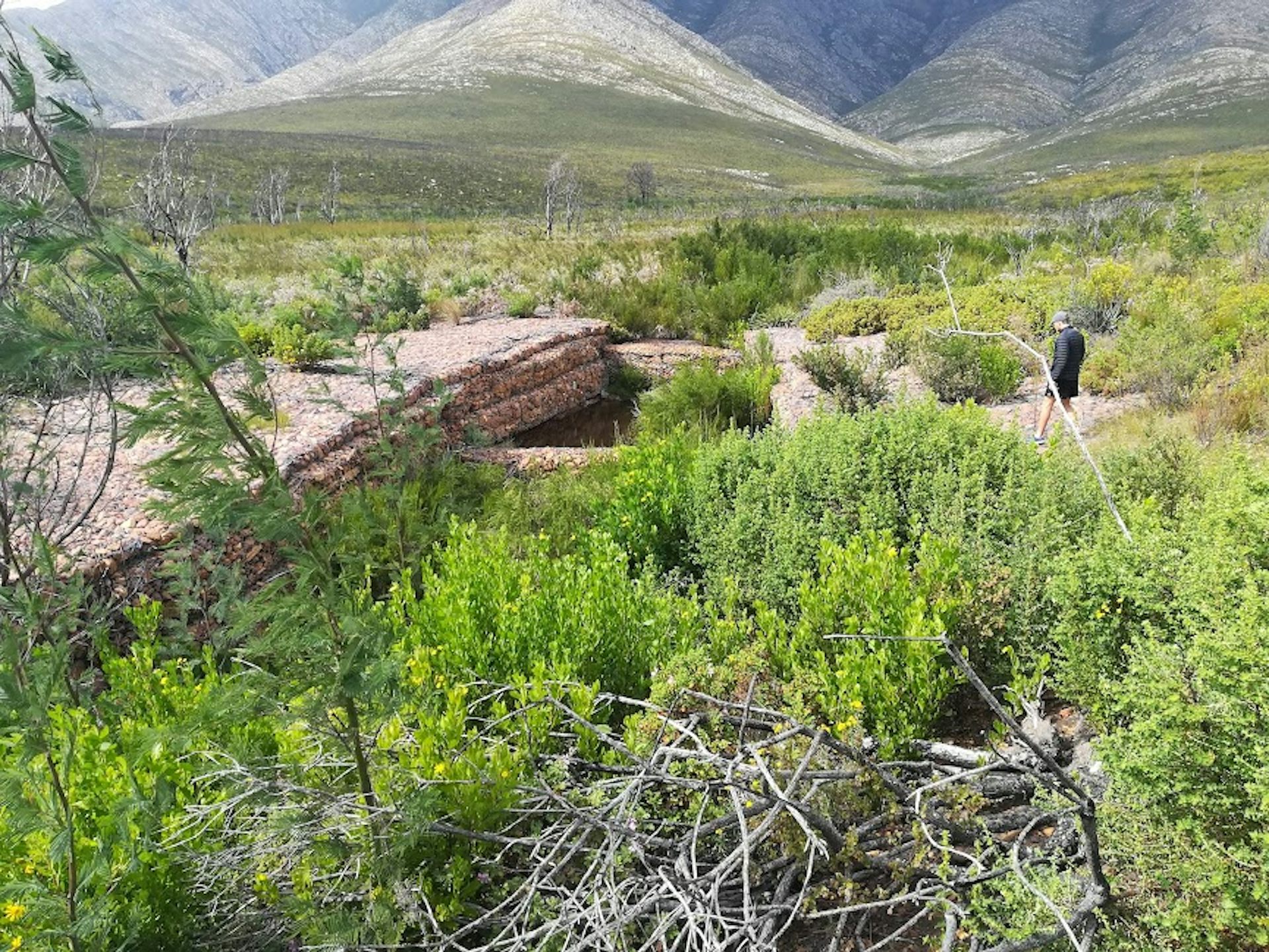 Green skills to help nature repair itself are scarce: what we're