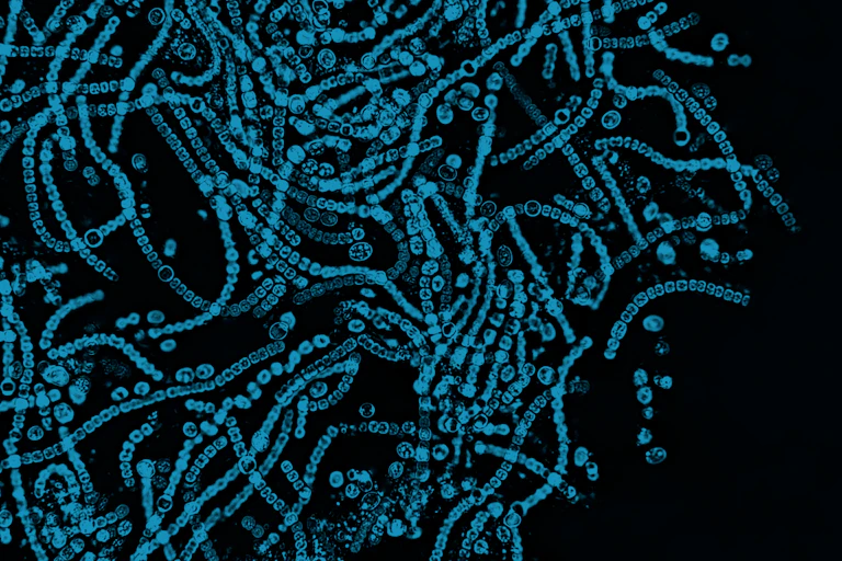 Observation au microscope de bactéries colorées en bleu.