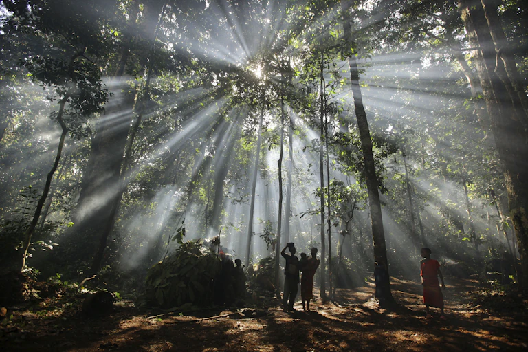 Several people stand under very tall trees in a beautiful forest with rays of sun streaming in through the top of the trees