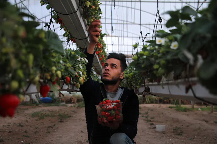 man picks strawberries in greenhouse