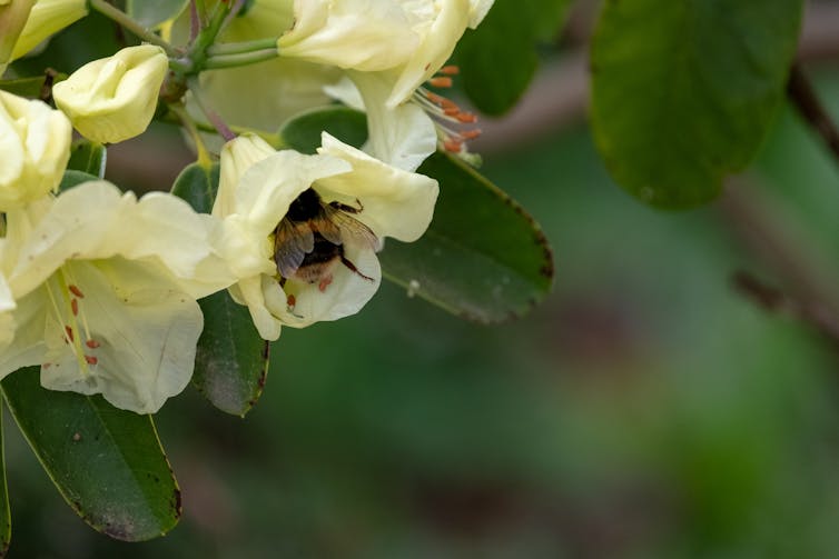 Why private local weather motion issues – in step with professionals 1 A bumblebee in a yellow flower.