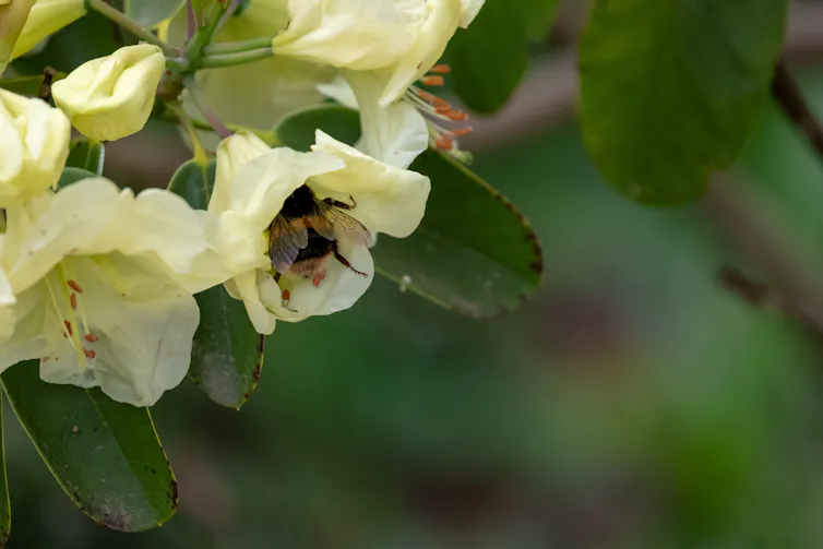A bumblebee in a yellow flower.