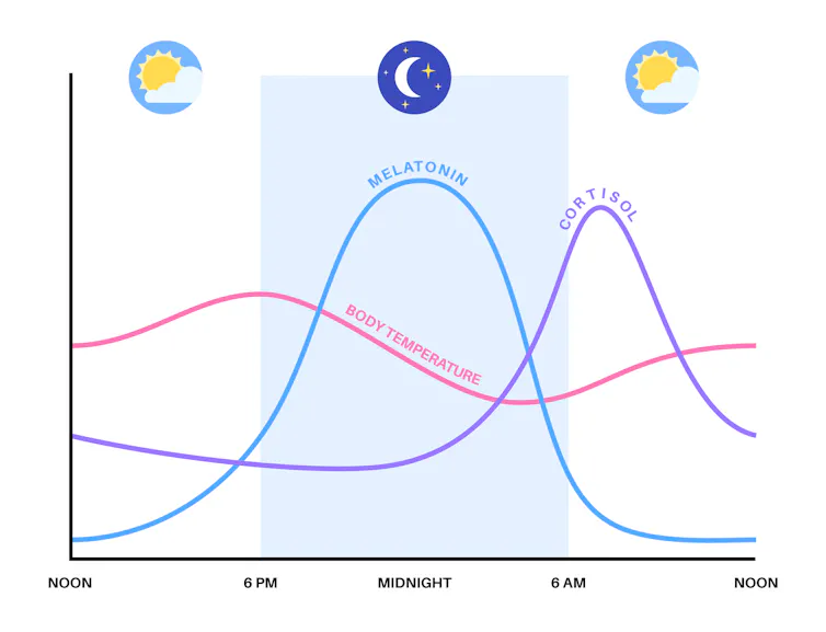 Line graph of body temperature, melatonin and cortisol levels, with peaks at early evening and early morning, midnight, and morning, respectively