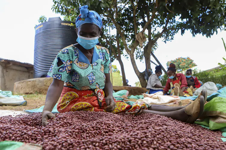 A woman wearing a face mask and with her hair in a head scarf picks over pink-hued beans.