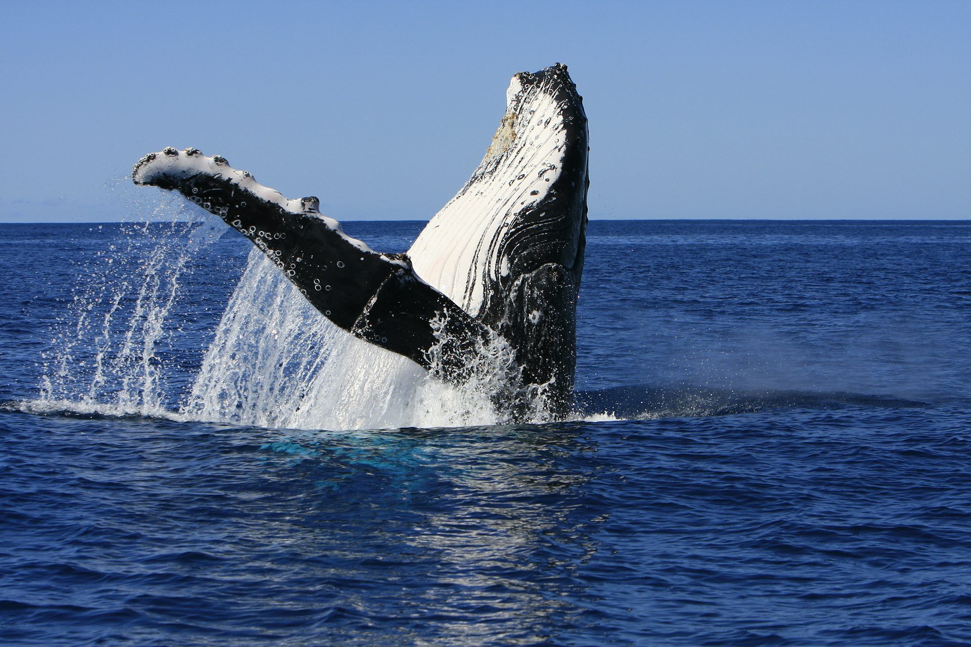 Photo of a humpback whale breaching from the water.