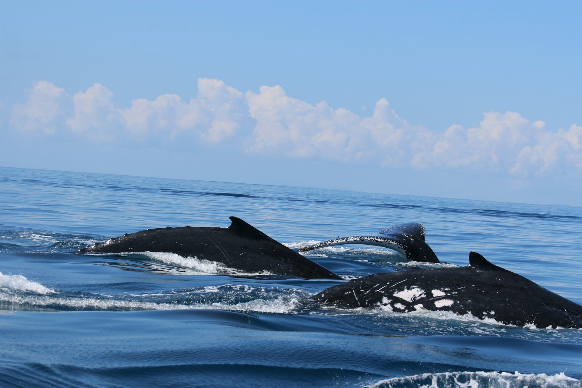 Photo of whale backs and tails visible above the surface of the sea.